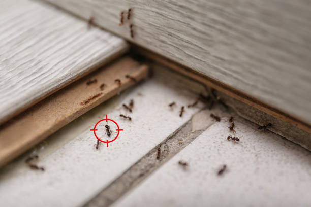 Best Commercial Pest Control Services  in Cedar Bluff, AL